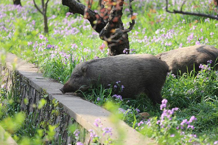 今日科普一下！林业局暂停野猪猎捕,百科词条爱好_2024最新更新