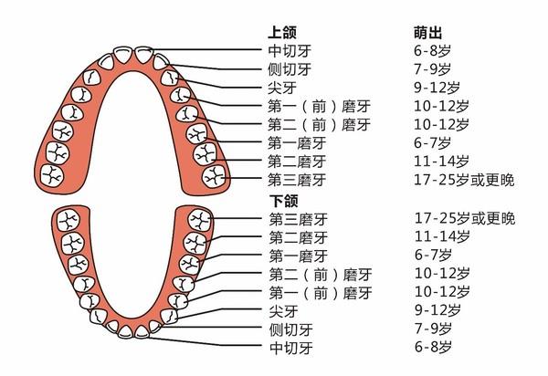 今日科普一下！32岁女子只剩4颗牙,百科词条爱好_2024最新更新