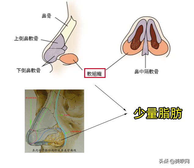 今日科普一下！整鼻7次鼻梁成C形,百科词条爱好_2024最新更新